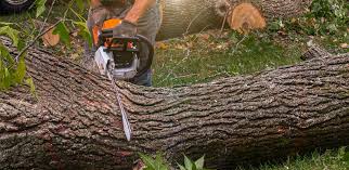 Best Emergency Tree Removal  in Burlington, VT