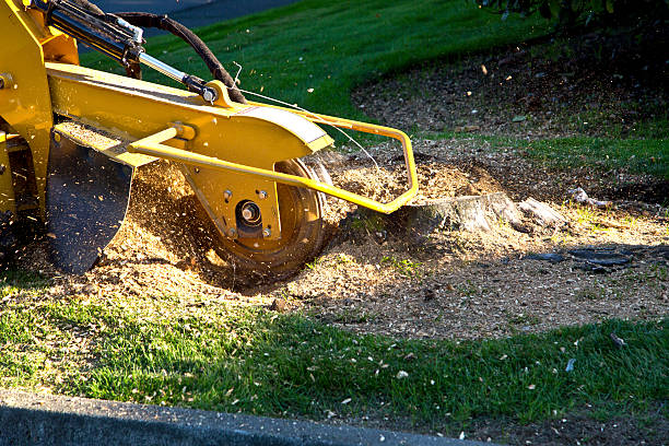 Best Leaf Removal  in Burlington, VT