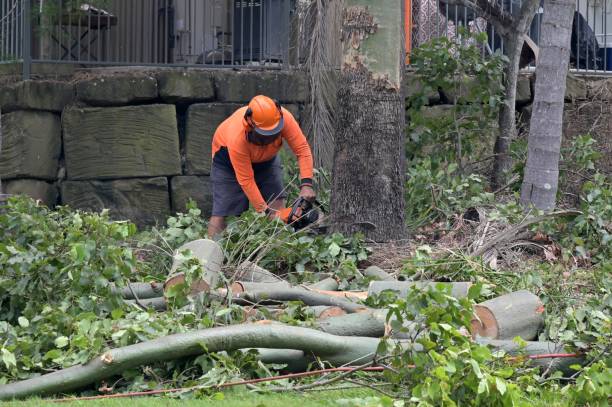 Why Choose Our Tree Removal Services in Burlington, VT?